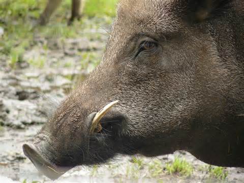 boar with tusks